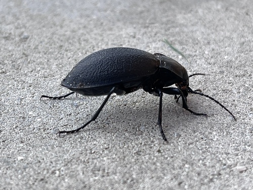 Leather Beetle