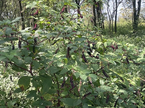 American pokeweed