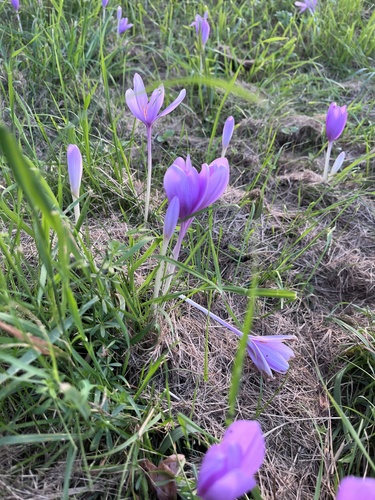 Autumn Crocus