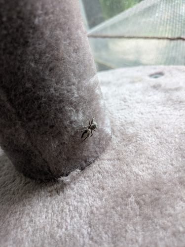 Tan Jumping Spider