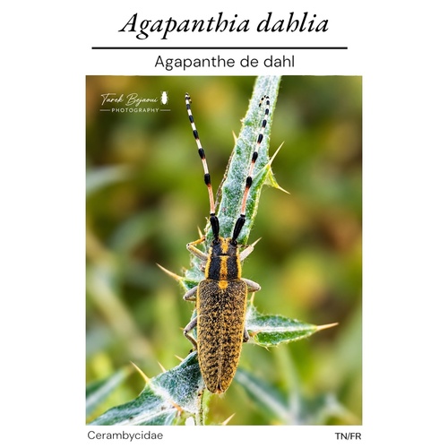 Agapanthia dahlii