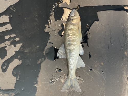 Common Shiner