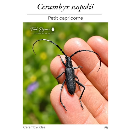 Capricorn beetle