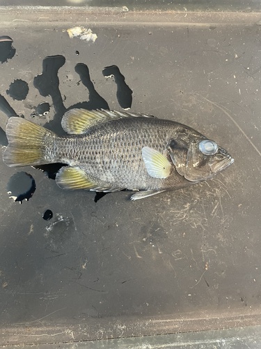 Rock Bass