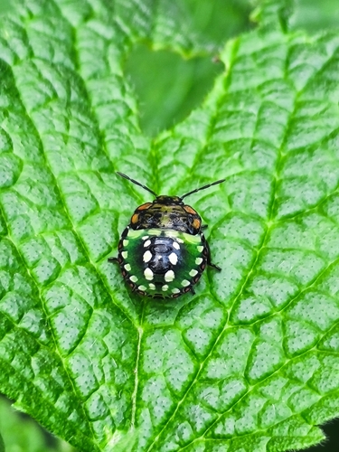 Southern Green Stink Bug