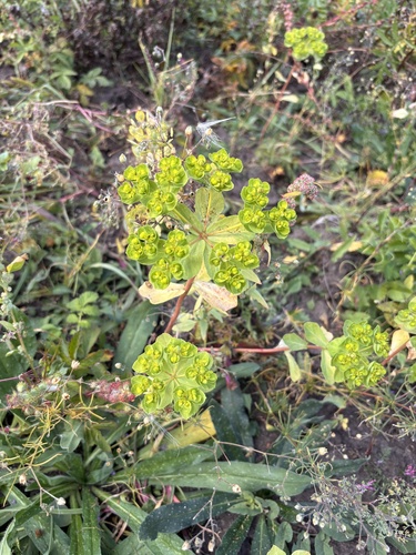Sun spurge