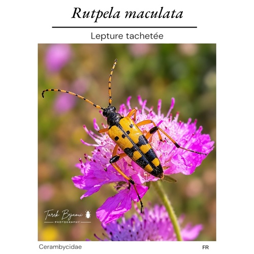 Spotted Longhorn Beetle