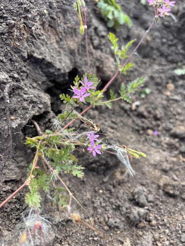 Redstem Stork's-bill