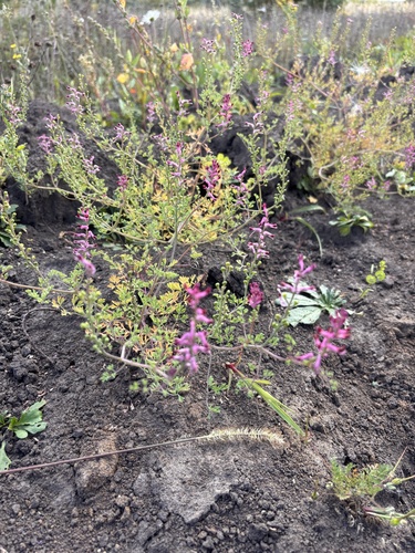 Common Fumitory
