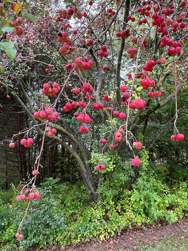 Spindle