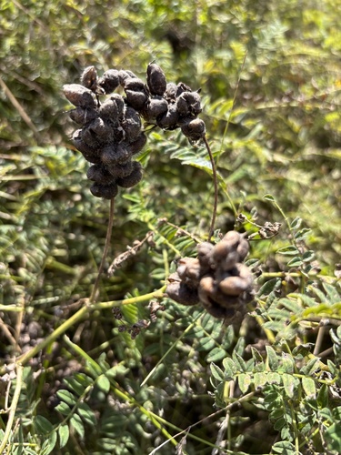 Chickpea Milkvetch