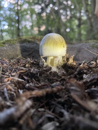 Deathcap