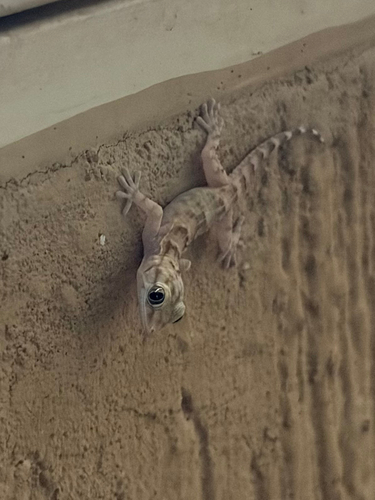 Ringed Wall Gecko