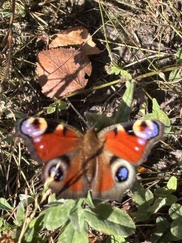 European Peacock Butterfly