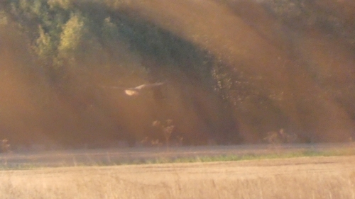 Common Buzzard