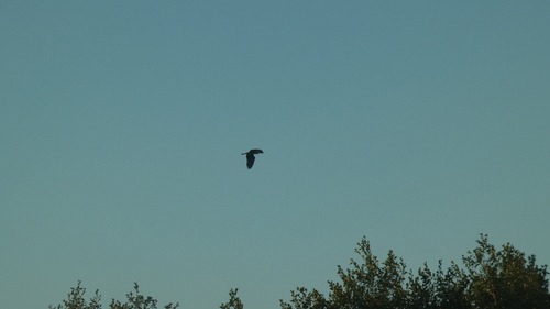 Grey Heron