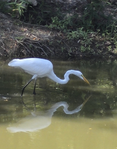 Great Egret
