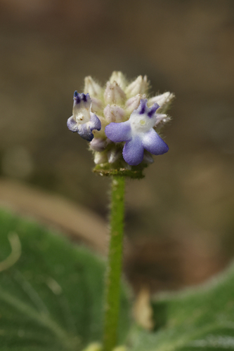 Epithema ceylanicum