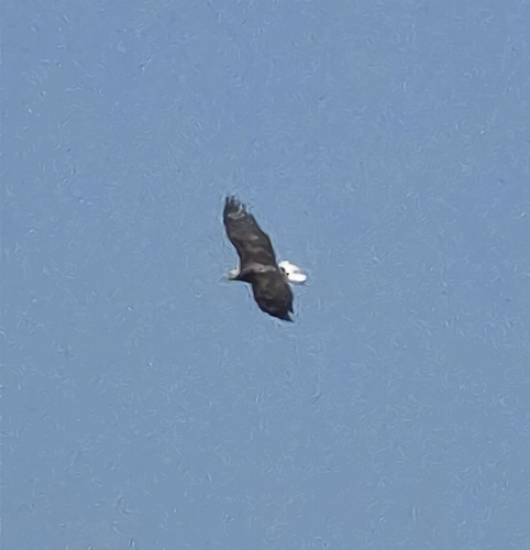 Bald Eagle