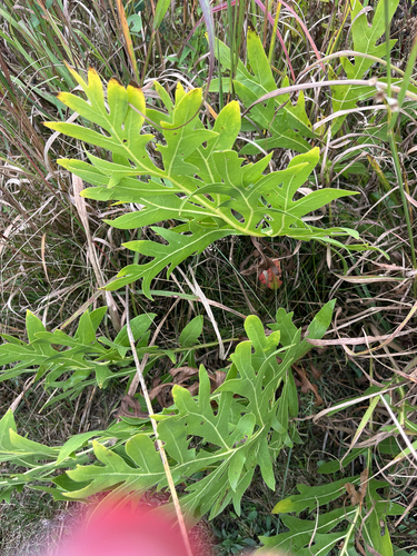 compass plant