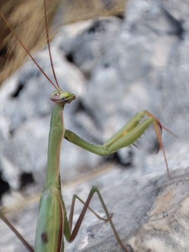 European Mantis