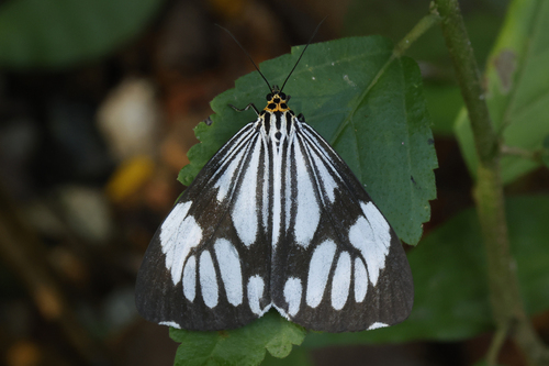 Marbled White Moth