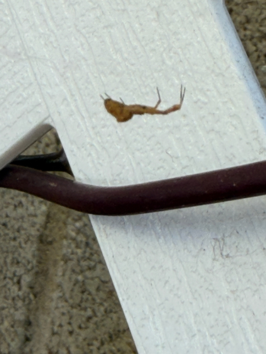 Uloborus diversus