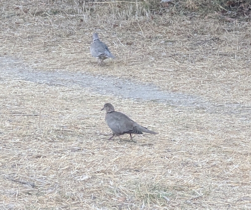 Eurasian Collared-Dove