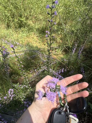 slender blazing-star