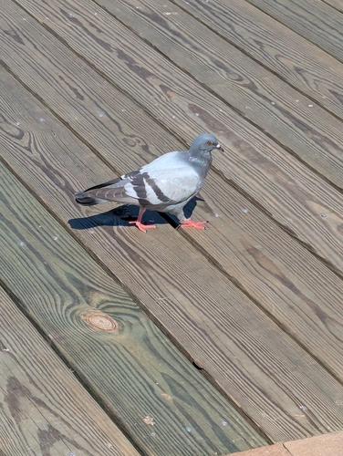 Feral Pigeon