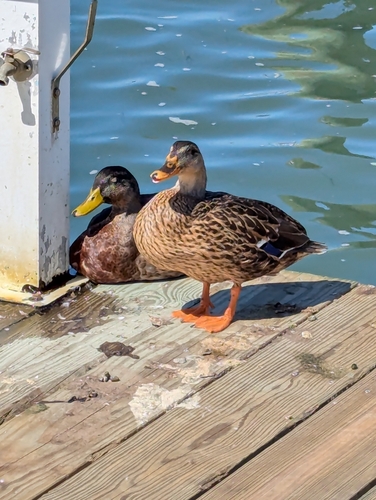 Mallard