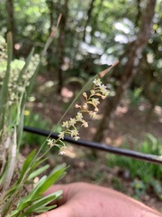 Scaphyglottis micrantha image