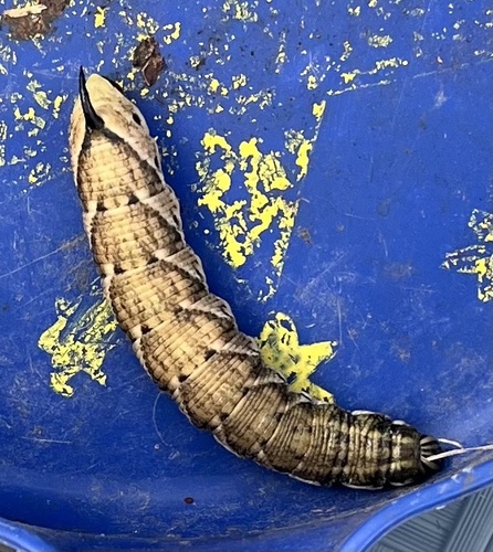 Convolvulus Hawkmoth