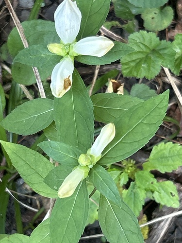 white turtlehead
