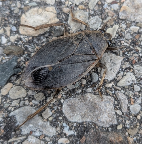 Belostoma flumineum