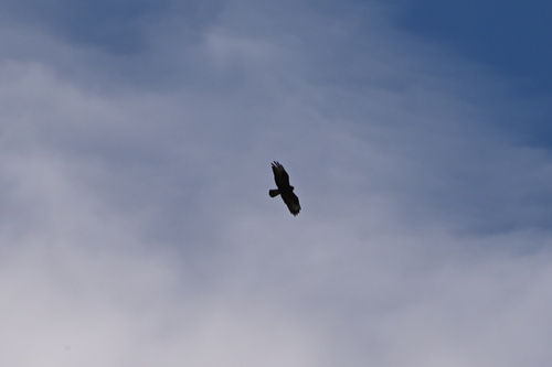Common Buzzard
