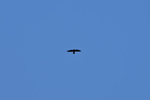 Common Raven