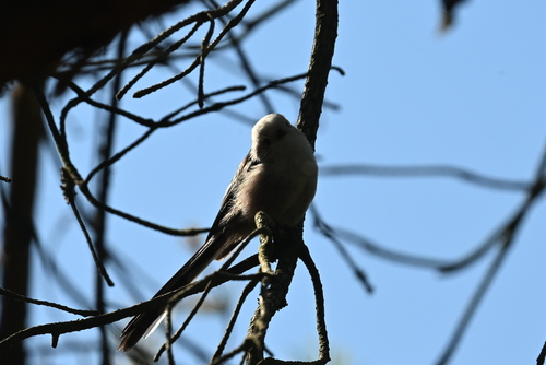 Long-tailed Tit