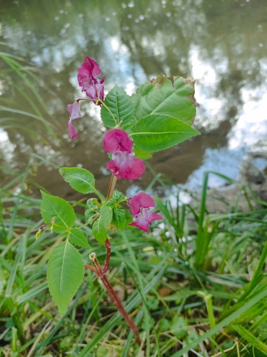 Himalayan balsam