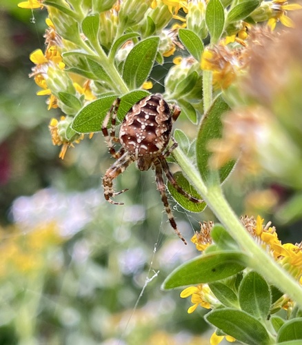 Cross Orbweaver