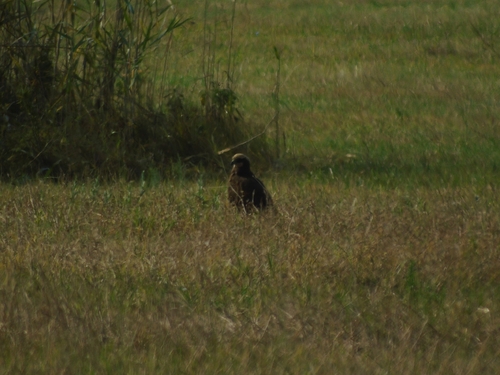 Western Marsh Harrier