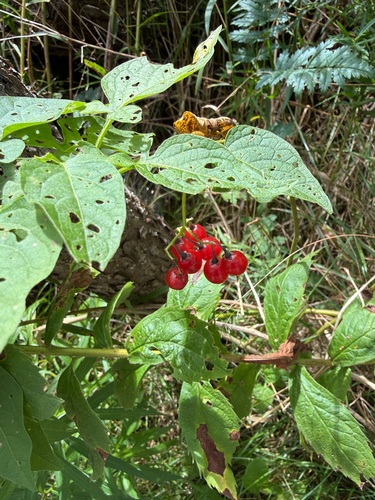 bittersweet nightshade