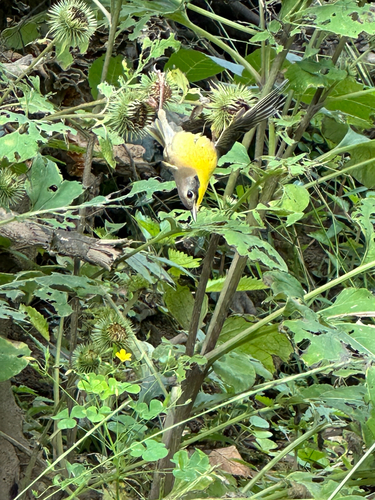 Yellow-breasted Chat