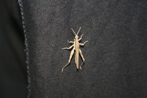 Cone-headed Grasshopper