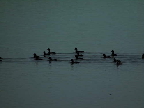 Eurasian Coot