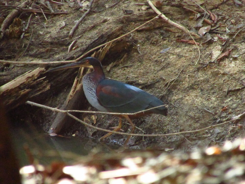 Agami Heron