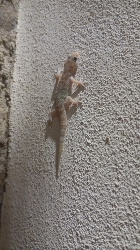 Mediterranean House Gecko
