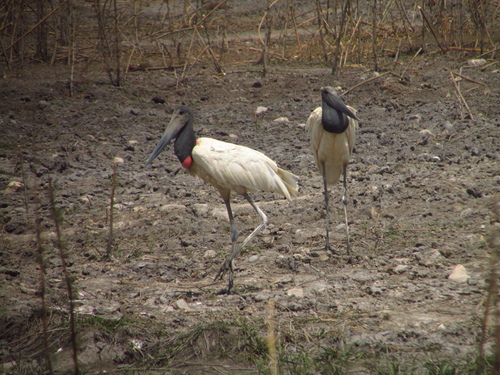 Jabiru