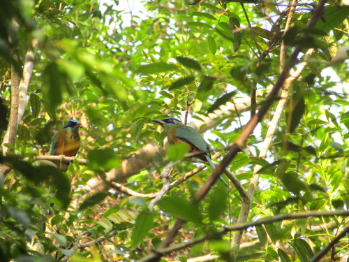 Amazonian Motmot
