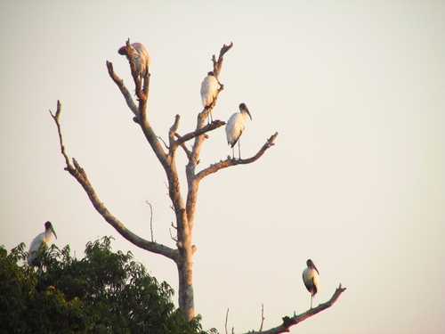 Wood Stork